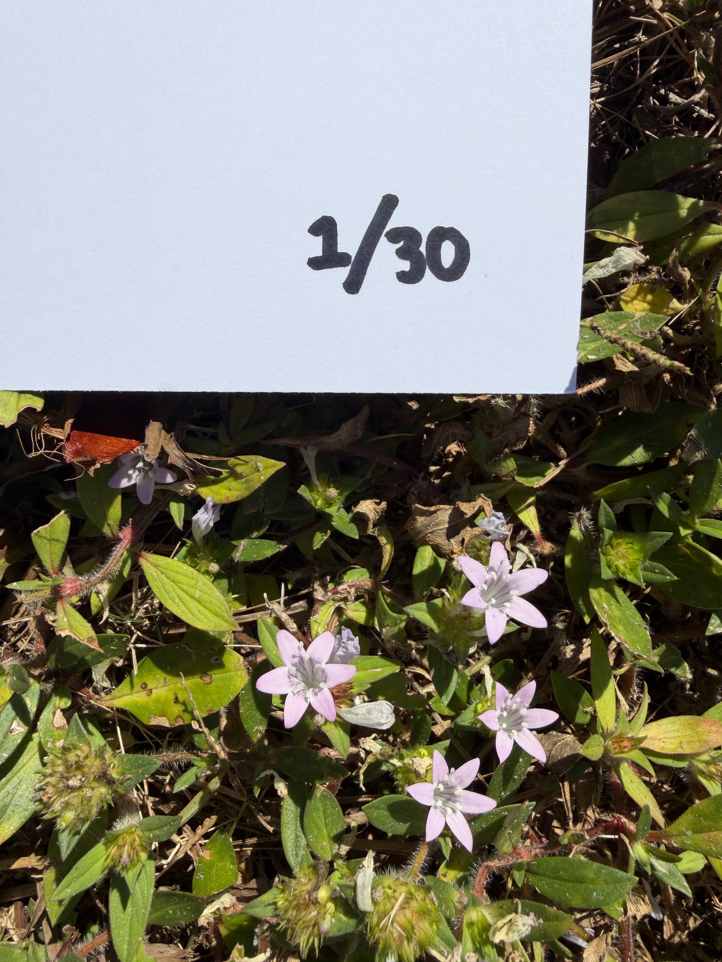 Limited Edition Beach Fly "First Headline Show" Poster - Signed by whole band